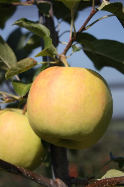 Actual product image Lubera Apple Bella Bionda Patrizia