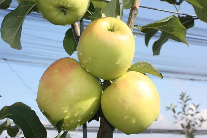 Actual product image Lubera Apple Bella Bionda Patrizia