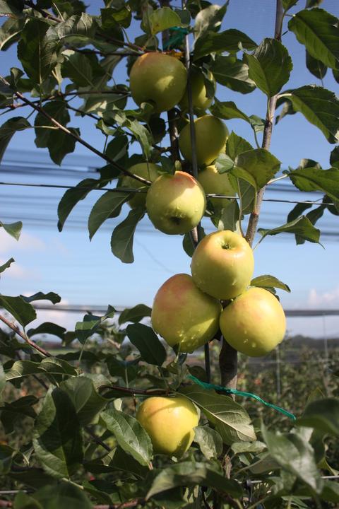Actual product image Lubera Apple Bella Bionda Patrizia