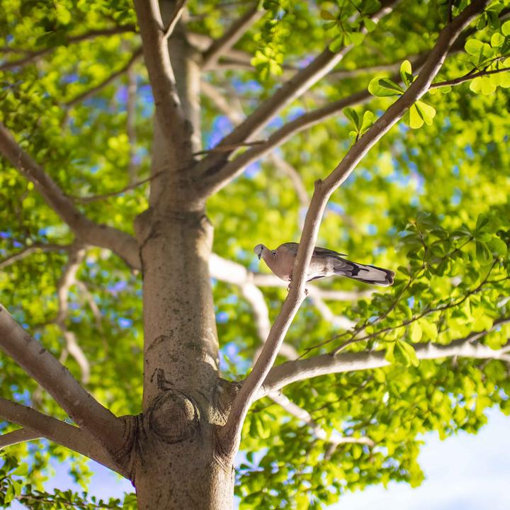 Immagine prodotto Venus Optic Lunghezza focale fissa Argus 35 mm F/0.95 FF (Canon RF, Full frame)