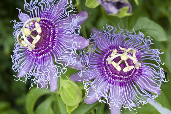 Produktbild Lubera Passionsfrucht Eia Popeia®