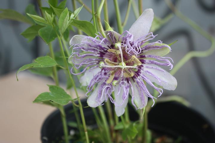 Produktbild Lubera Passionsfrucht Eia Popeia®