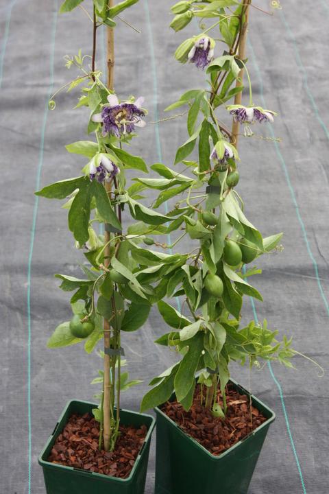 Produktbild Lubera Passionsfrucht Eia Popeia®