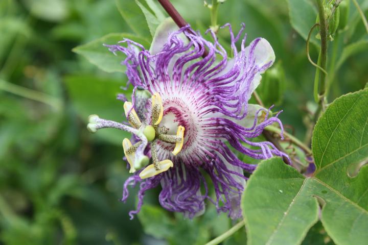 Produktbild Lubera Passionsfrucht Eia Popeia®