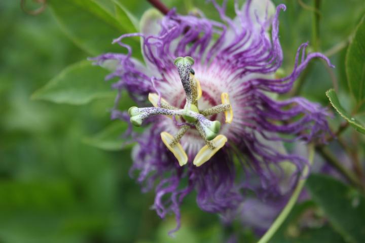 Produktbild Lubera Passionsfrucht Eia Popeia®