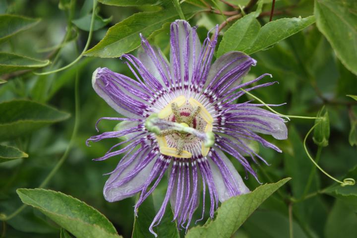 Produktbild Lubera Passionsfrucht Eia Popeia®