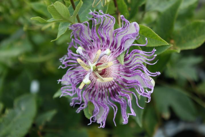 Produktbild Lubera Passionsfrucht Eia Popeia®