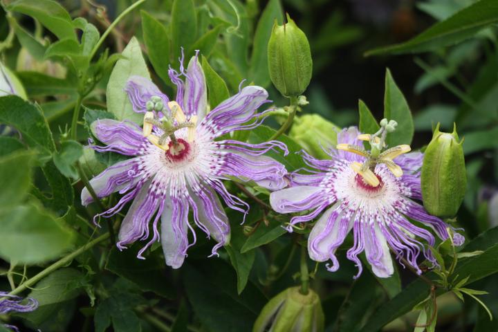 Produktbild Lubera Passionsfrucht Eia Popeia®