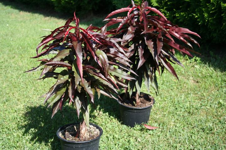 Actual product image Lubera Fruttoni Crimson
