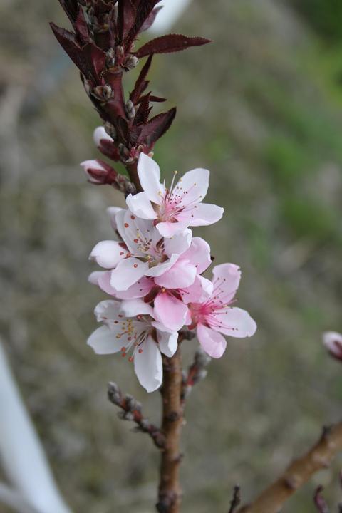 Actual product image Lubera Fruttoni Crimson
