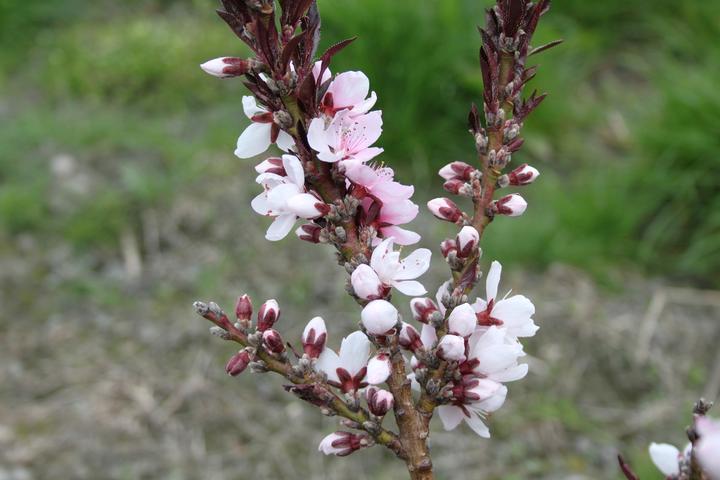 Actual product image Lubera Fruttoni Crimson