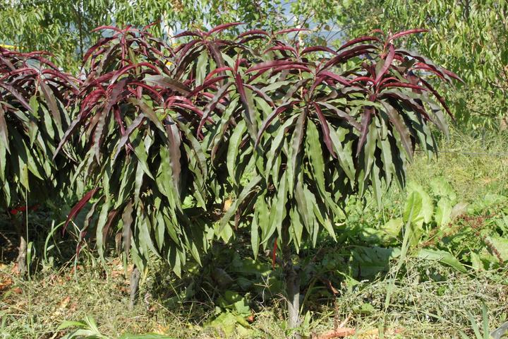 Actual product image Lubera Fruttoni Crimson