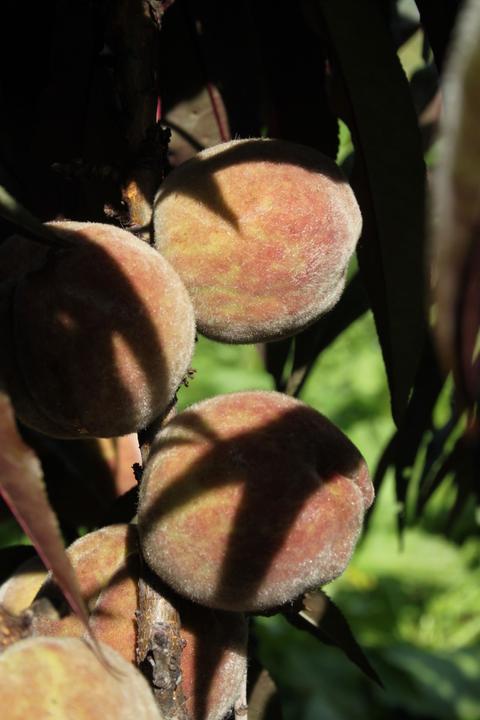 Actual product image Lubera Fruttoni Crimson