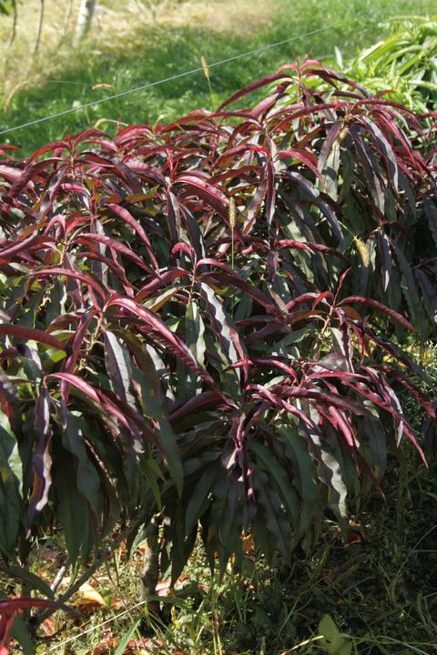 Actual product image Lubera Fruttoni Crimson