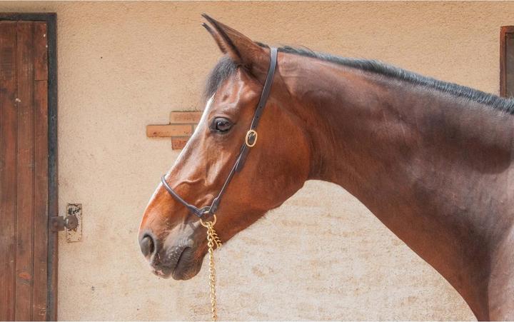 Produktbild TdeT Präzentationspferdehalfter aus Leder