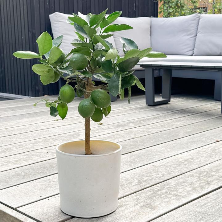 Immagine prodotto Plant in a Box Citrus Limon - Limone (70 cm)