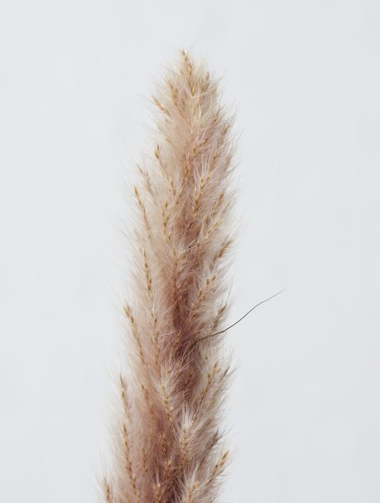 Actual product image Boltze Home Pampasgras