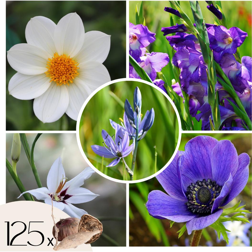 Thumbnail - Plant in a Box, Pflanzen, Dahlia Park Princess, Gladiolen Priscilla, Freesia Enkel Wit, Oxalis Deppei Iron Cross, Gladio...