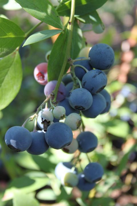 Produktbild Lubera Heidelbeere Buddy Blue