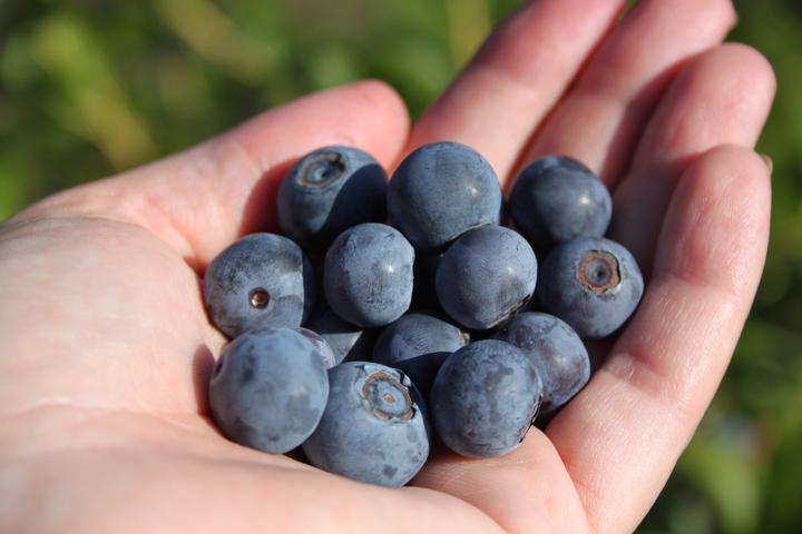 Produktbild Lubera Heidelbeere Buddy Blue