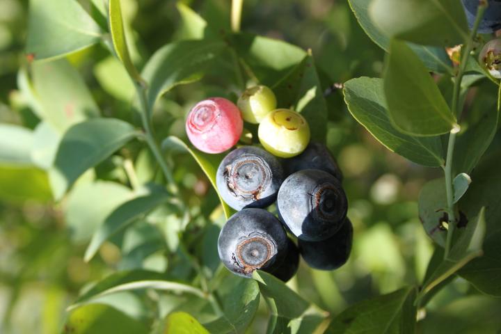 Produktbild Lubera Heidelbeere Buddy Blue