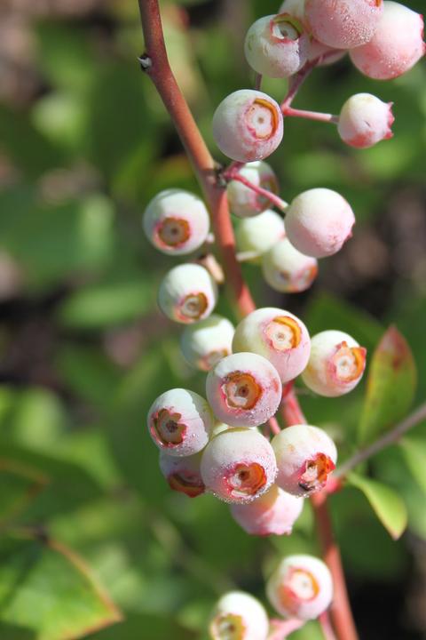 Produktbild Lubera Heidelbeere Buddy Blue