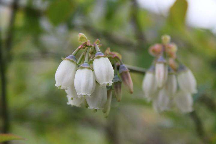 Produktbild Lubera Heidelbeere Buddy Blue