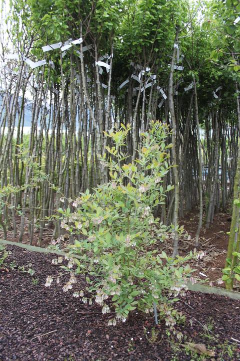 Produktbild Lubera Heidelbeere Buddy Blue