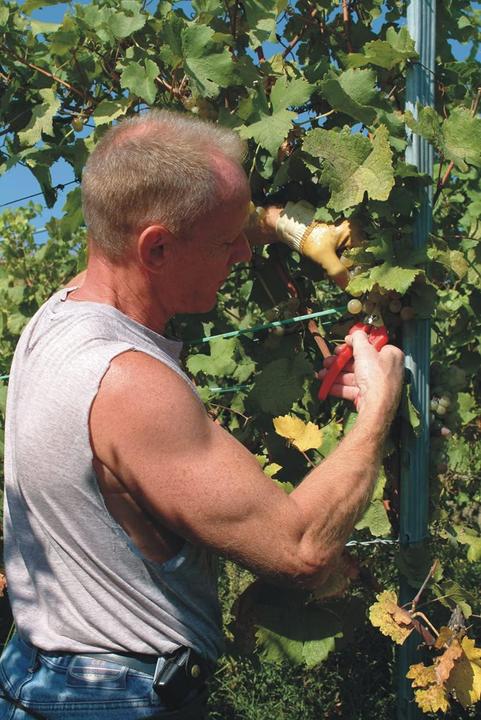 Actual product image Felco Reading scissors no. 310