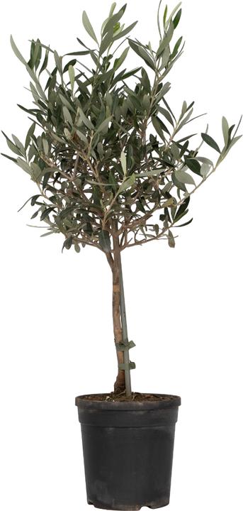 Actual product image Plant in a Box Olea Europaea - Olivenbaum (60 cm)