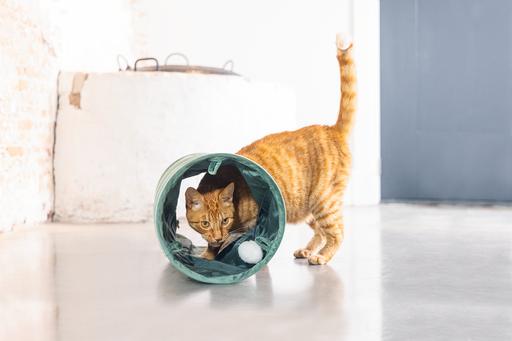 Actual product image Designed by Lotte Cat tunnel Cylla (Cat tunnel)