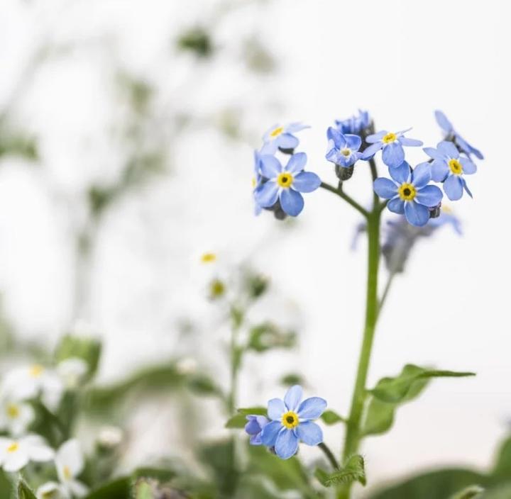 Actual product image Véritable Lingot Cinnamon Basil - Organic (Herb seeds)