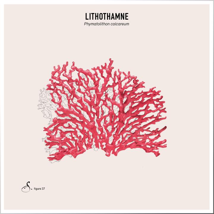 Produktbild Sekoya Lithothamnium | Gegen Sodbrennen (90 Stück)