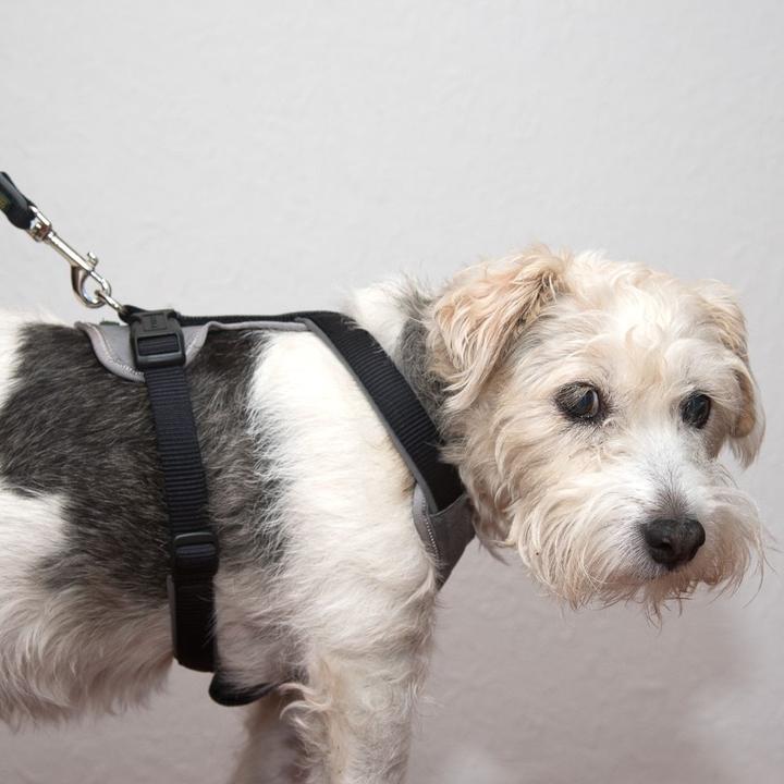 Image du produit Hunter Harnais néoprène Taille : Tour de poitrine (L, Chien, Général)