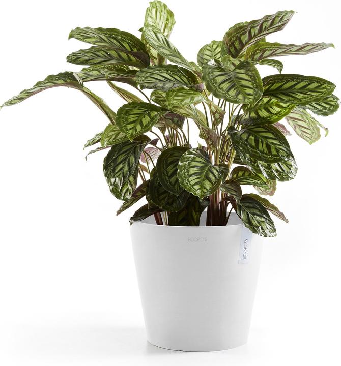 Immagine prodotto Ecopots Amsterdam (30 cm)