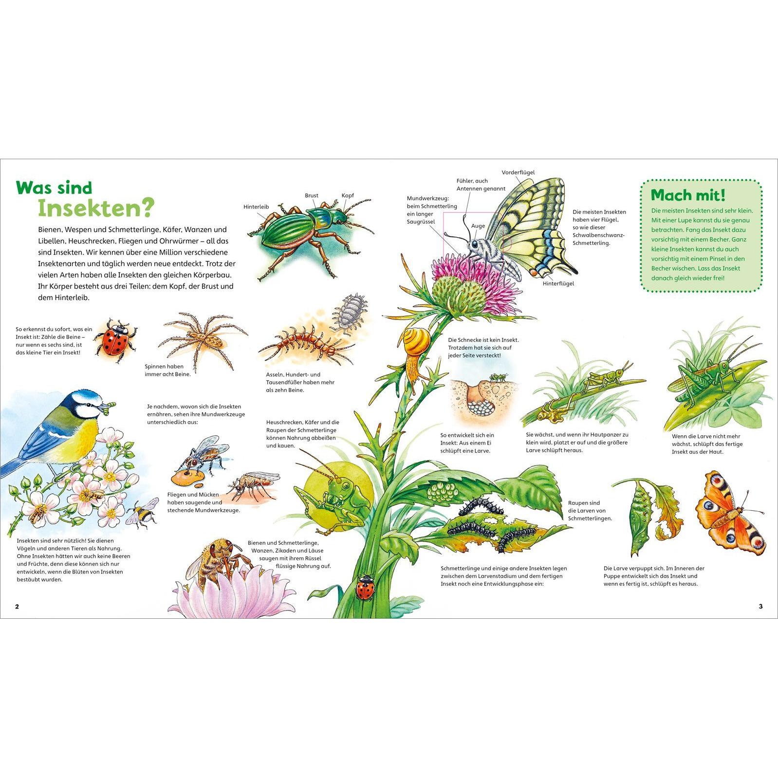 Thumbnail - WAS IST WAS Junior Band 33. Insekten, Kinderbücher von Bärbel Oftring