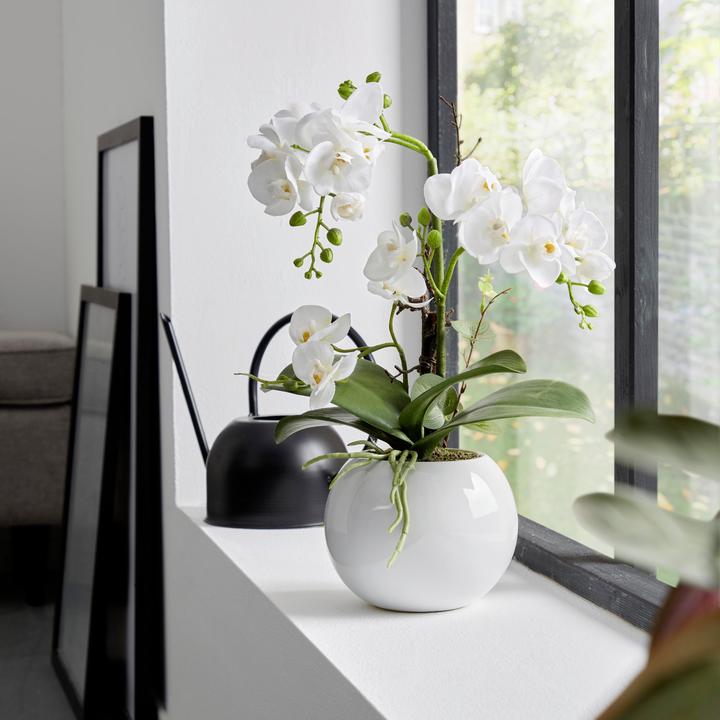 Actual product image James Wood Orchid (47 cm)