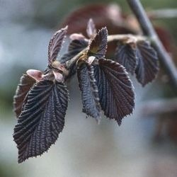 Produktbild Lubera Haselstrauch, Haselnussstrauch, Blut-Haselstrauch, Bluthasel