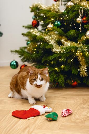 Produktbild Beeztees Weihnachtsspielzeug für Katzen (Plüschspielzeug Katze)
