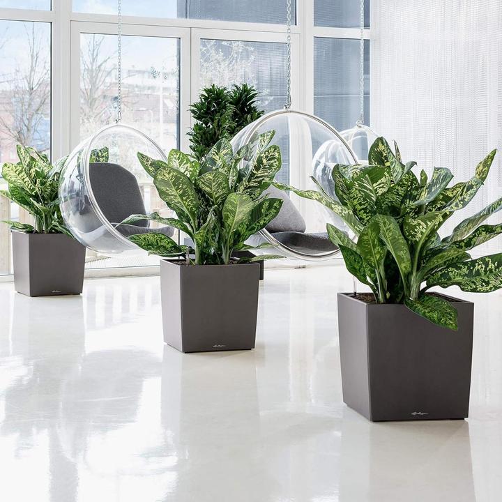 Actual product image Lechuza Cube 50 (49 x 49 x 49.50 cm)