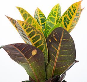 Produktbild Flowerbox Wunderstrauch "Petra" - Codiaeum Petra (20 cm)