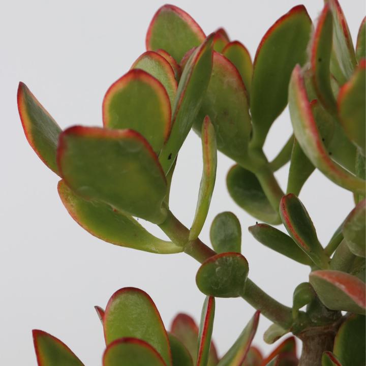 Actual product image Plant in a Box Crassula ovata Sunset - Jadepflanze (55 cm)