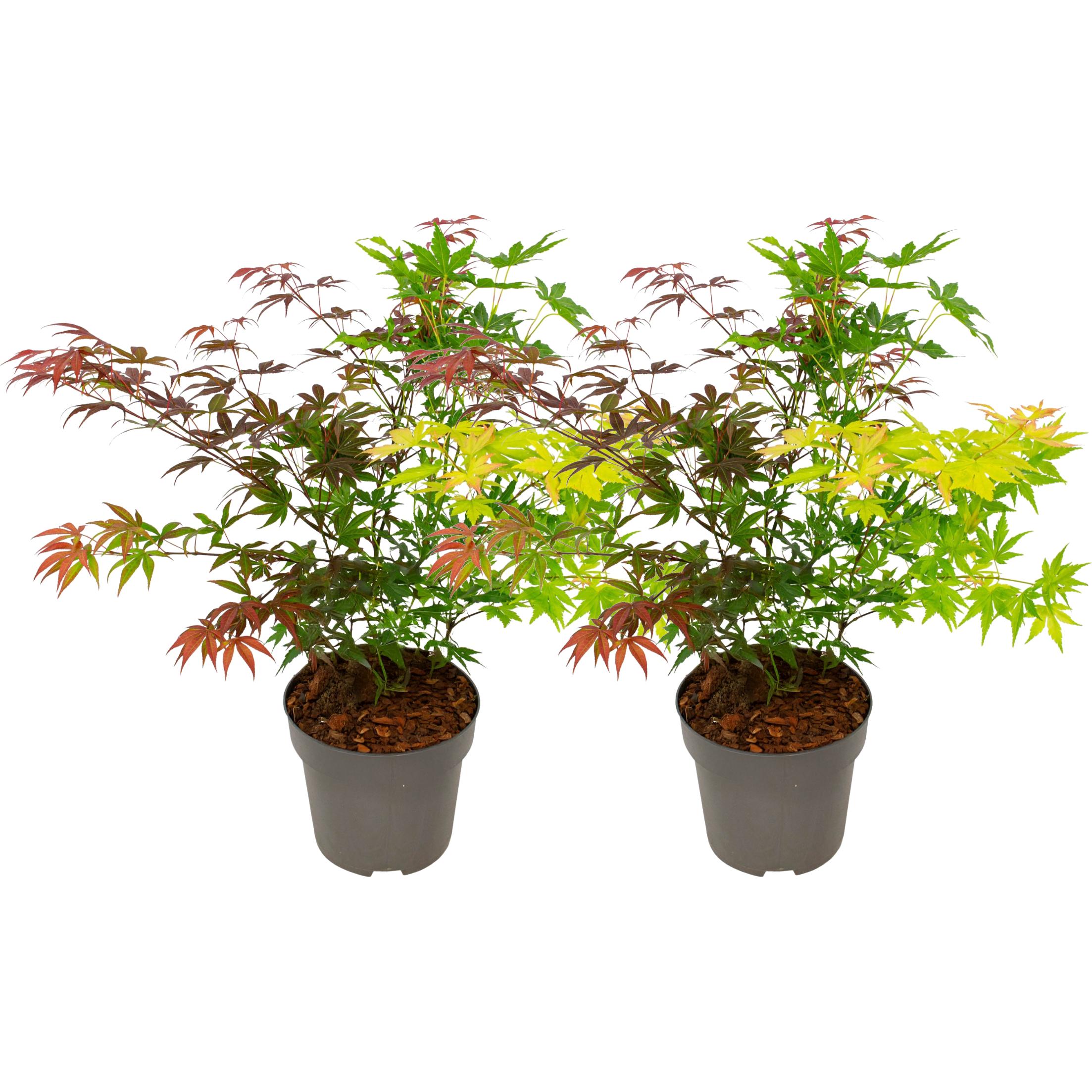 Plant in a Box, Pflanzen, Acer palmatum 'Festival' - 2er Set Ahornbäume (60 cm)