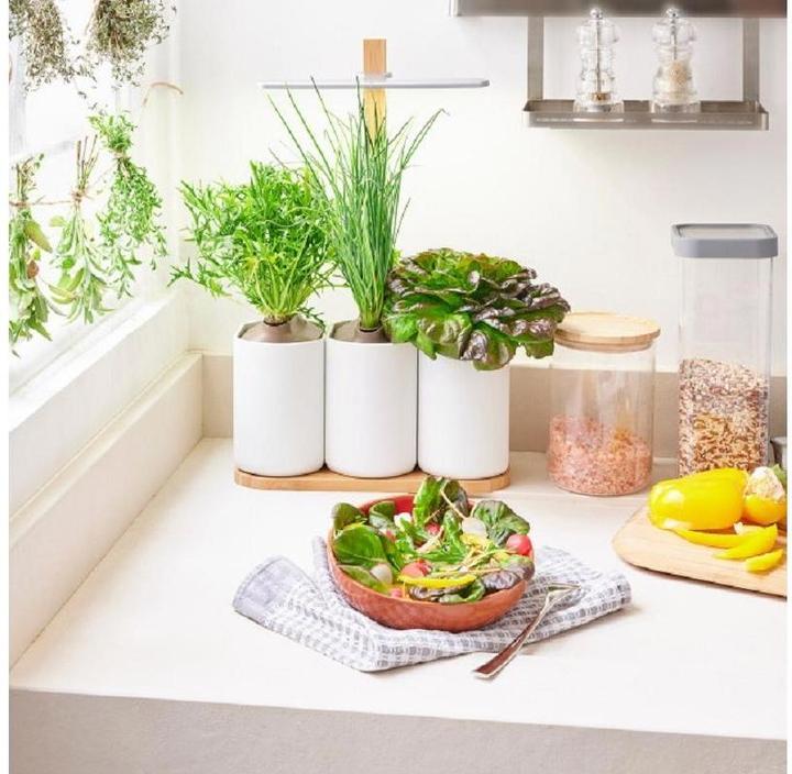 Image du produit Prêt à Pousser Lilo