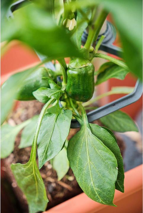 Immagine prodotto Gusta Garden CHILI BUDDY supporto per peperoncini e peperoni, set di 3 pezzi argento (32.20 cm, 22.20 cm)