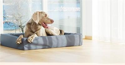 Actual product image Bia 6 (Dog)
