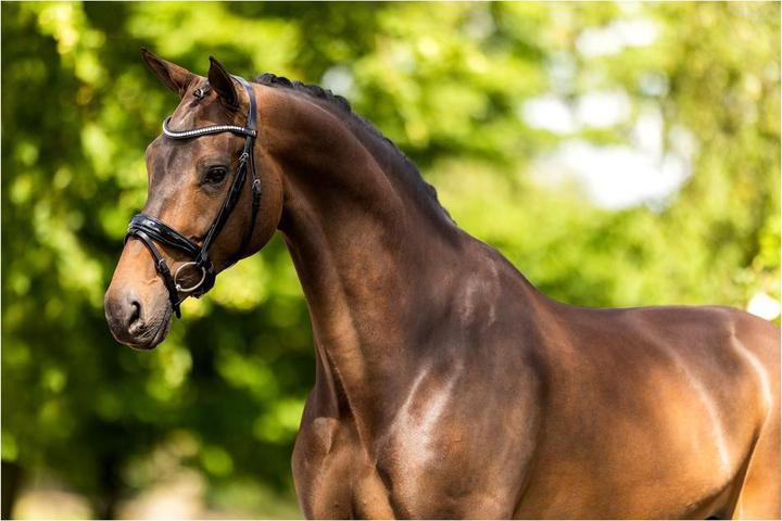 Image du produit BR Equestrian Equipment Ipswich