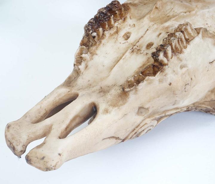 Image du produit JOHN316 Deko Schädel