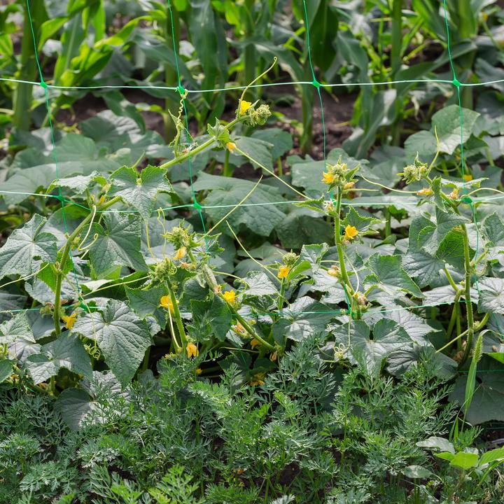 Actual product image Relaxdays Trellis net (10 cm, 100 cm)