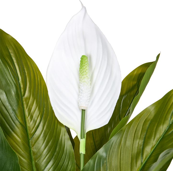 Produktbild Beliani Spathphyllum (70 cm)